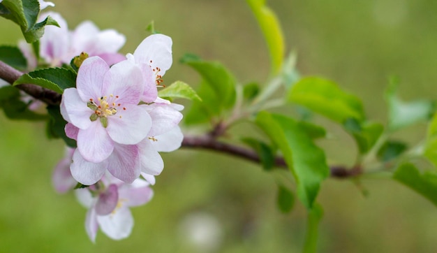 Florescendo macieiras nas flores do jardim e folhas verdes turva o fundo verde atrás