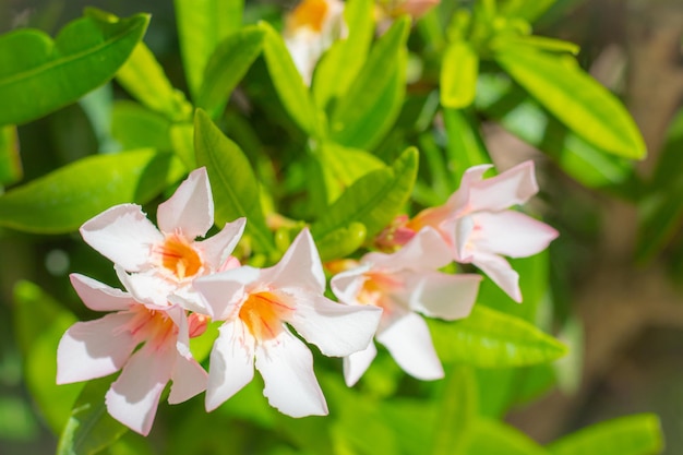 Florescendo Mandevilla laxa em tempo claro comumente conhecido como jasmim chileno Jasmim floresce com flores brancas florescendo flores com folhas verdes closeup