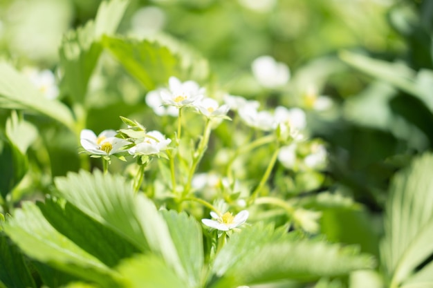 Florescendo morangos pequenas flores brancas no fundo das folhas verdes