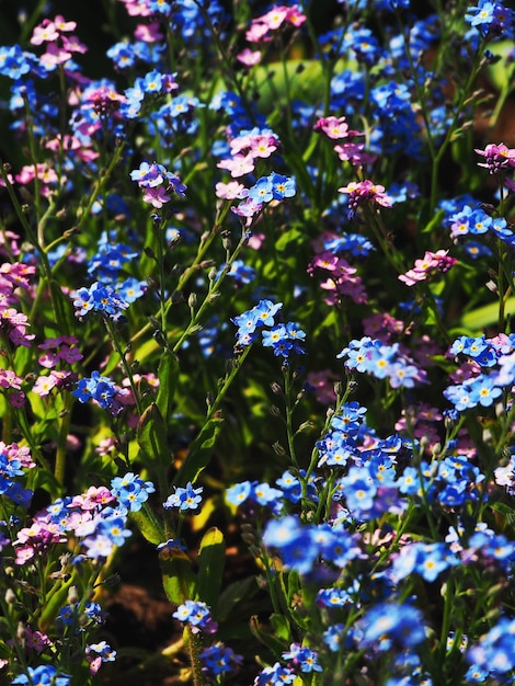 Florescendo, não-me-esqueças. Flor de fundo azul-rosa de pequenas flores