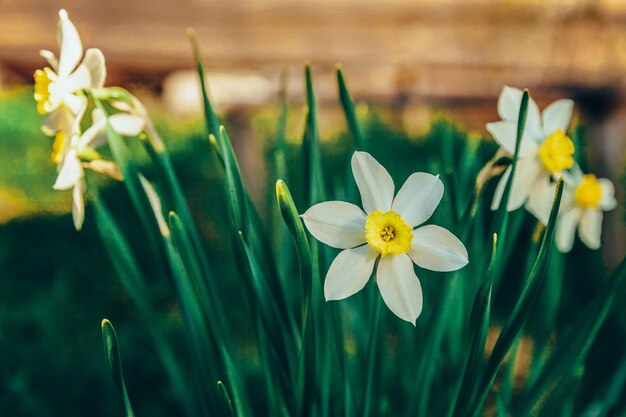 Florescendo Narcisos Narcisos Canteiros de flores com fundo desfocado Bokeh Primavera floral natural inspirador ou jardim florescendo de verão ou parque Paisagem colorida da natureza da ecologia florescendo