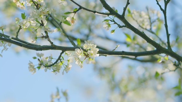 Florescendo no jardim prunus avium árvore com pequenas flores brancas cereja doce de perto