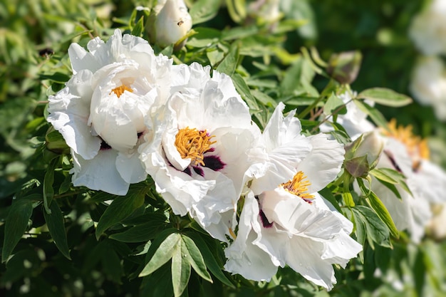 Florescendo peônias brancas semelhantes a árvores em um dia ensolarado de primavera no jardim