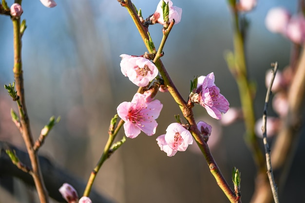 Florescendo pêssego no jardim primavera Jardinagem Lindas flores cor de rosa