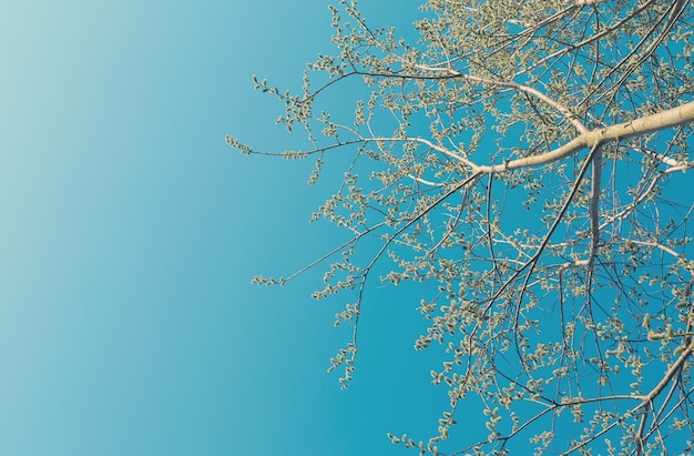 Florescendo ramos de álamo tremedor contra o céu azul na primavera. Fundo natural abstrato. Espaço para texto.