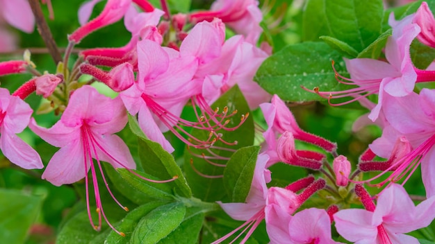 Florescendo rododendros cor de rosa lindos no jardim. macro.