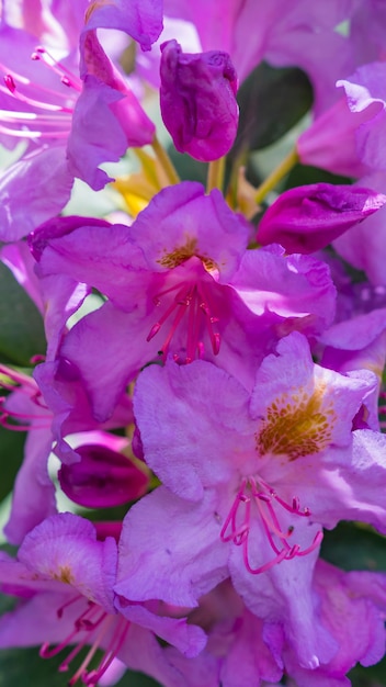 Florescendo rododendros roxos bonitos no jardim. Macro.