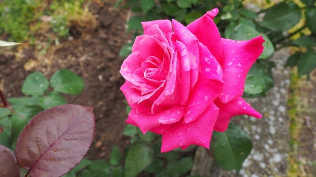 Florescendo romântico fresco vermelho rosa rosa e rosas carmesim florescem nas pétalas do jardim com água