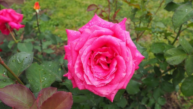 Florescendo romântico fresco vermelho rosa rosa e rosas carmesim florescem nas pétalas do jardim com água