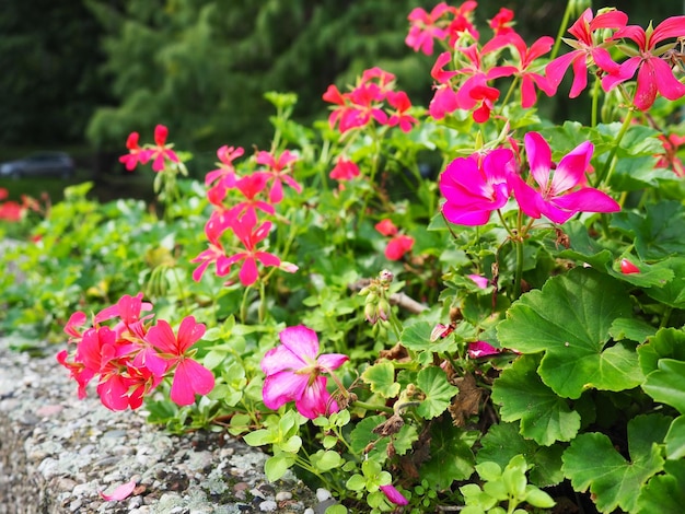 Florescendo rosa hera gerânio pelargonium design vertical de paisagismo de ruas e parques belos grandes guindastes de gerânio pelargonium flores de bico floricultura e horticultura banja koviljaca