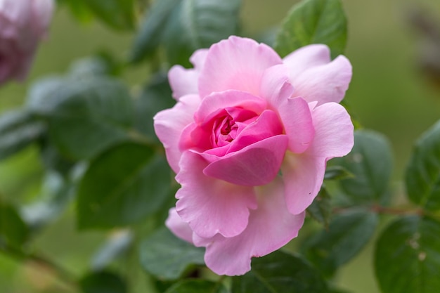 Florescendo rosa no jardim em um dia ensolarado levantou-se o antigo marinheiro