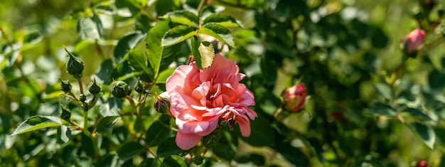 Florescendo rosa rosa na luz natural do jardim de verão