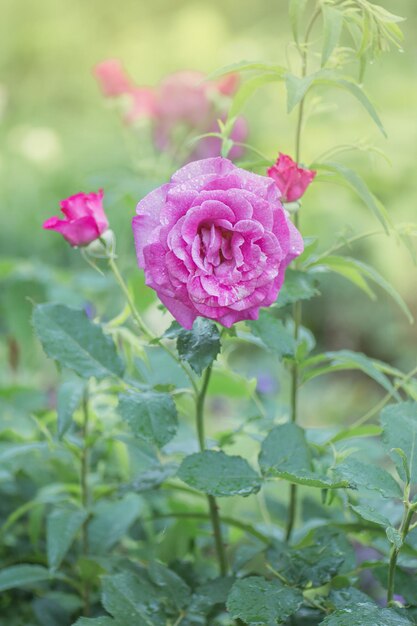 Florescendo rosas de lavanda no mato no jardim de rosas