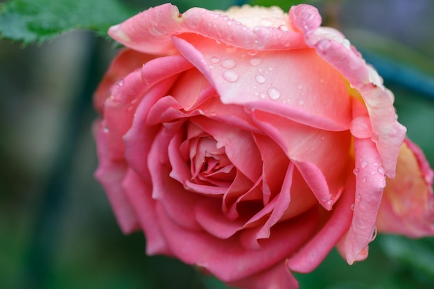 Florescendo rosas inglesas cor de rosa no jardim em um dia ensolarado. Rosa da celebração do jubileu de David Austin. Bandeira de rosas de verão, plano de fundo