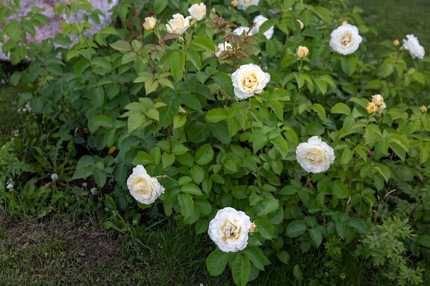 Florescendo rosas no canteiro de flores no parque Paisagismo plantas perenes