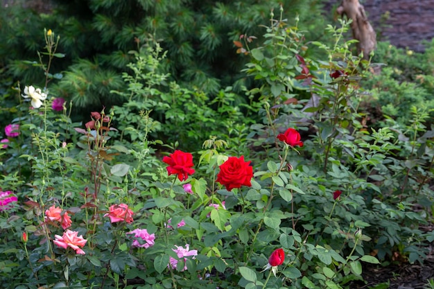Florescendo rosas no canteiro de flores no parque Paisagismo plantas perenes