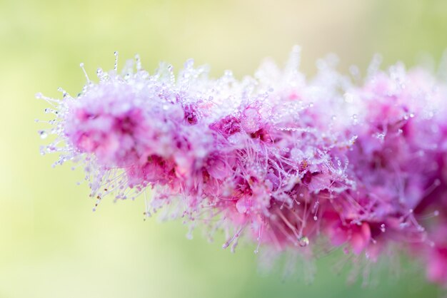 Florescendo salgueiro flores cor de rosa Spiraea fechar no verão