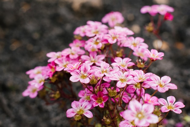 Florescendo Saxifraga na primavera no jardim