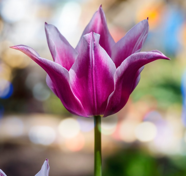 Florescendo tulipa rosa no jardim tarde ensolarada