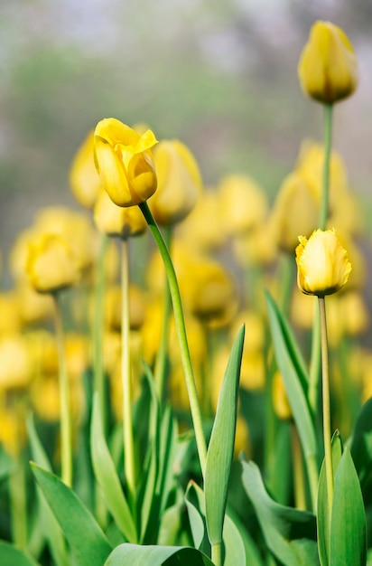 Florescendo tulipas amarelas em um fundo floral de canteiro de flores com foco seletivo parcial de desfoque