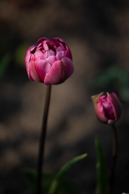 Florescendo tulipas cor de rosa em um fundo desfocado