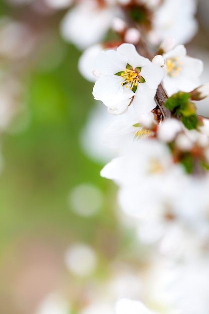 Florescendo uma cereja de primavera