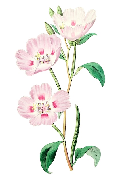 Florescente oenothera rosa png ilustração botânica desenhada à mão