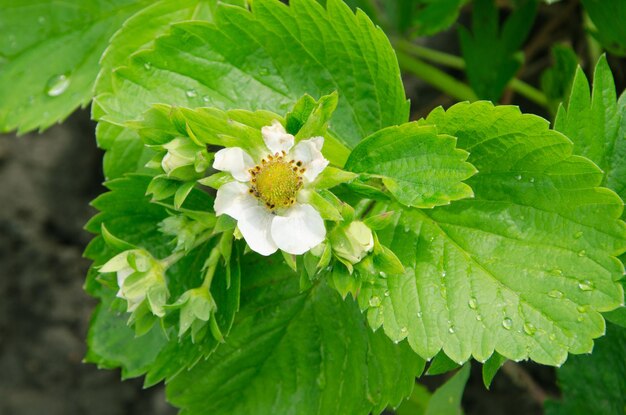 Florescer flores de morango com orvalho em folhas verdes no jardim