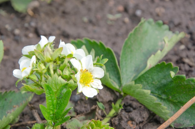 Florescer flores de morango com orvalho em folhas verdes no jardim