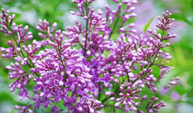 Florescer flores lilás na primavera