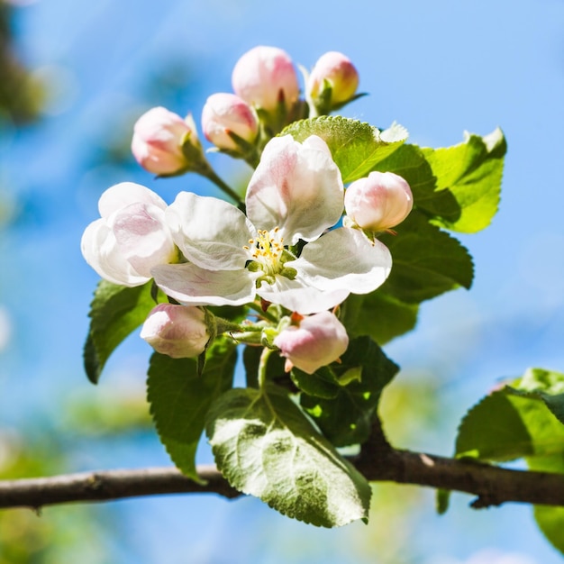 Florescer na macieira em flor na primavera