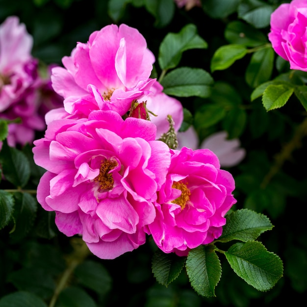 Florescer selvagem aumentou em um jardim verde. Natureza floral bonita