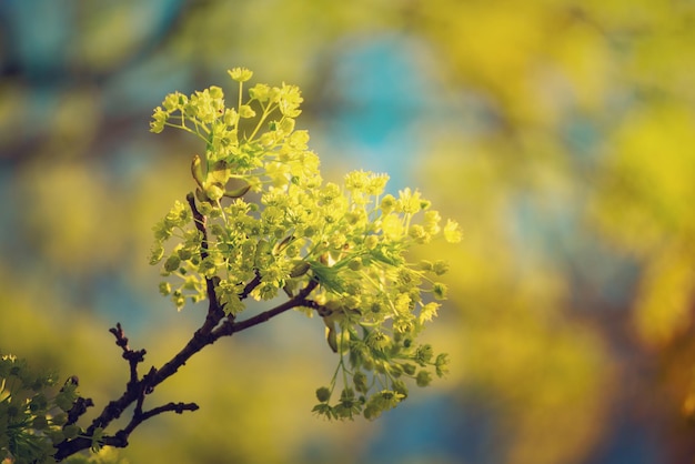 Florescimento da árvore de bordo