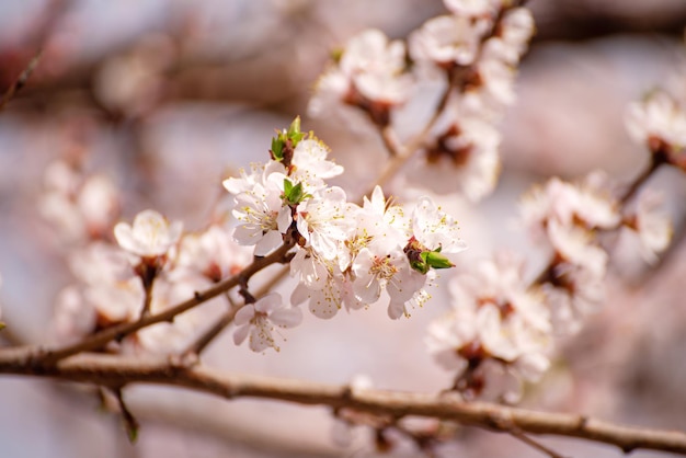 Florescimento da árvore de damasco na primavera com lindas flores brancas Imagem macro com espaço de cópia Fundo sazonal natural