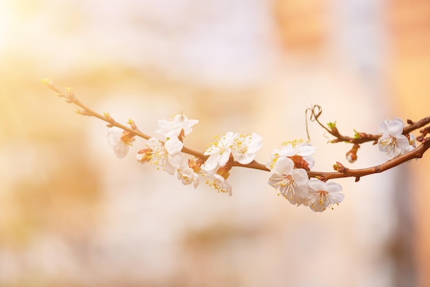 Florescimento da árvore de damasco na primavera com lindas flores brancas Imagem macro com espaço de cópia Fundo sazonal natural