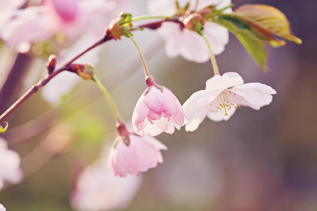 Florescimento da árvore de damasco na primavera com lindas flores brancas