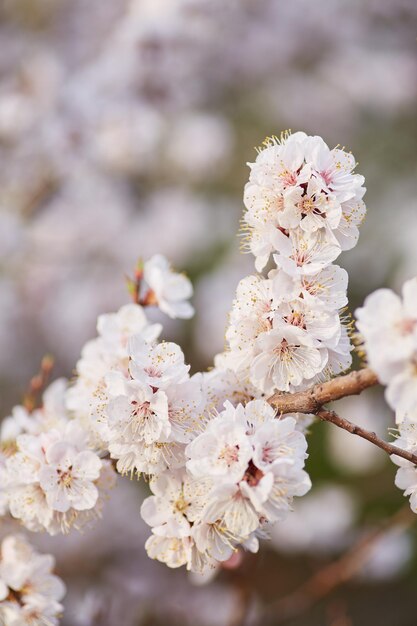 Florescimento da árvore de damasco na primavera com lindas flores brancas