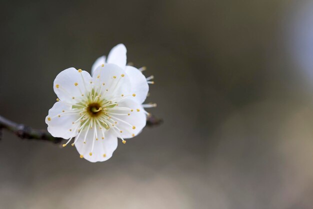 Florescimento da árvore de damasco na primavera com lindas floresFundo sazonal natural