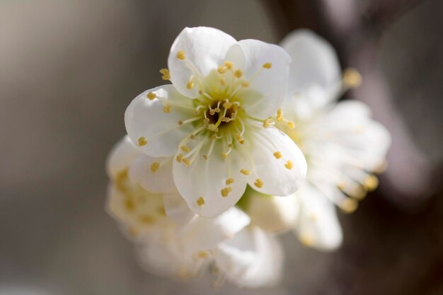 Florescimento da árvore de damasco na primavera com lindas floresFundo sazonal natural