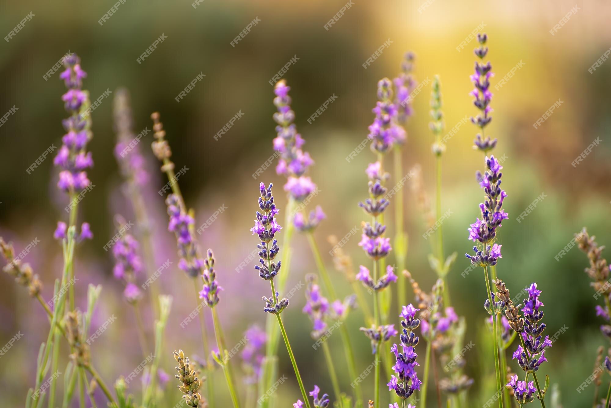 Florescimento da flor de lavanda lilás no fundo sazonal floral natural de  horário de verão | Foto Premium