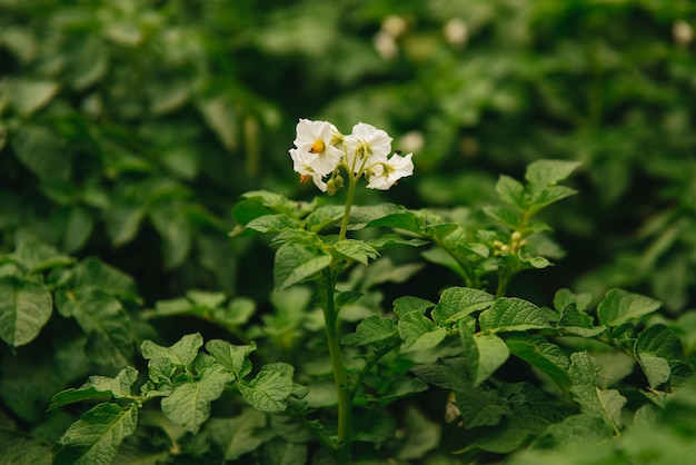 Florescimento de campos de batata