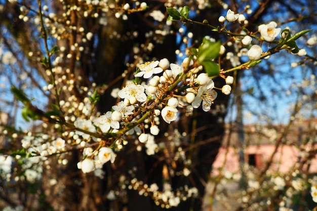 Florescimento de cerejas cerejas doces e cereja de pássaro Lindas flores brancas perfumadas nos galhos durante a hora dourada As flores brancas da primavera são coletadas em escovas caídas longas e grossas