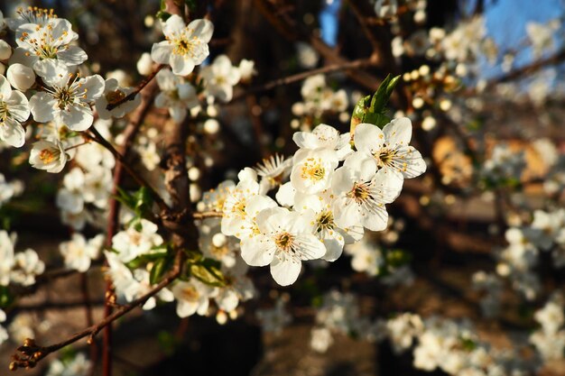 Florescimento de cerejas cerejas doces e cereja de pássaro Lindas flores brancas perfumadas nos galhos durante a hora dourada As flores brancas da primavera são coletadas em escovas caídas longas e grossas