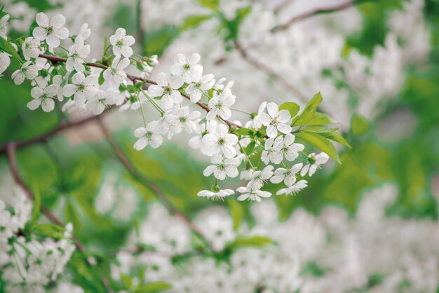 Florescimento de flores de cerejeira na primavera com folhas verdes e fundo floral sazonal natural copyspace