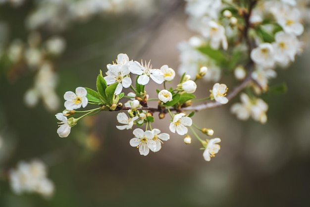 Florescimento de flores de cerejeira na primavera com folhas verdes e fundo floral sazonal natural copyspace