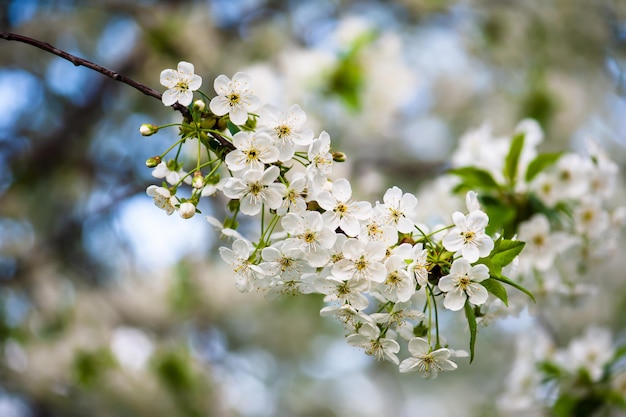 Florescimento de flores de cerejeira na primavera com folhas verdes e macro copyspace