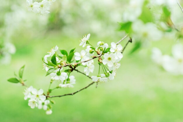 Florescimento de flores de cerejeira na primavera com macro de folhas verdes