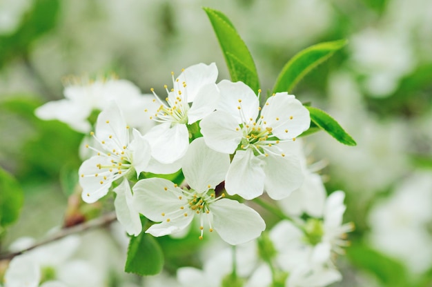 Florescimento de flores de cerejeira na primavera com macro de folhas verdes