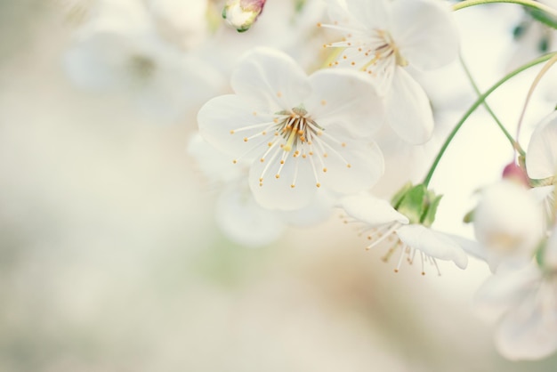Florescimento de flores de cerejeira na primavera fundo floral sazonal natural Imagem macro