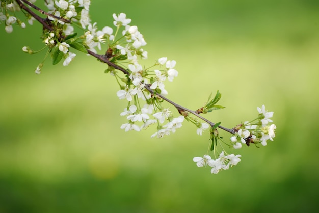 Florescimento de flores de cerejeira na primavera fundo floral sazonal natural